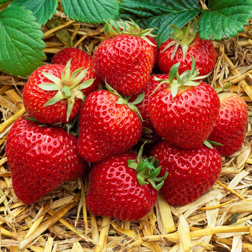 Strawberry Late Crop Florence 15 pack Strawberry Plants